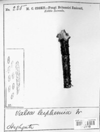 Dendrostoma leiphaemia image